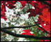 Looking Through Red Leaves